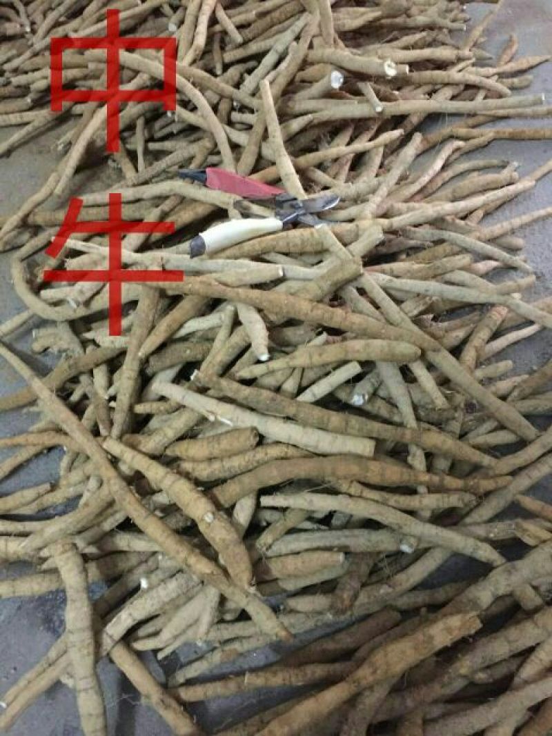 牛大力，种植中牛精选