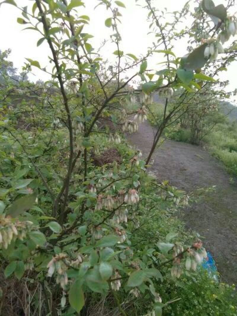 蓝莓鲜果6~8mm以上