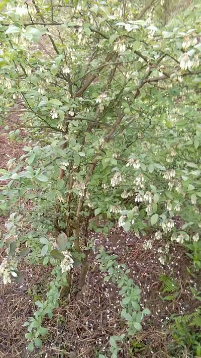 蓝莓鲜果6~8mm以上