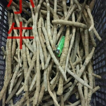 牛大力，种植小牛精选
