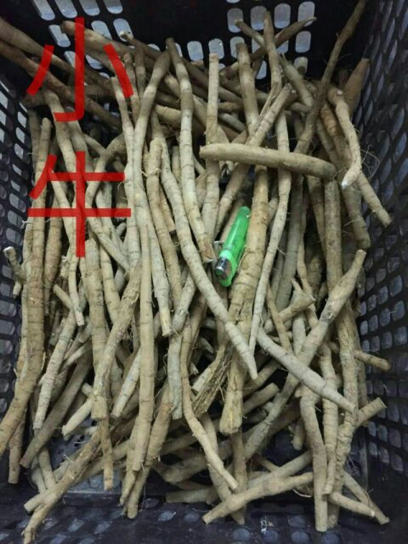 牛大力，种植小牛精选