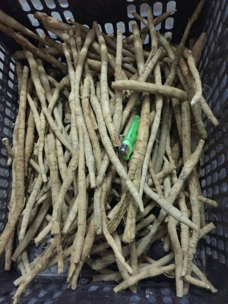 牛大力，种植小牛精选