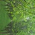 木瓜树261~300cm