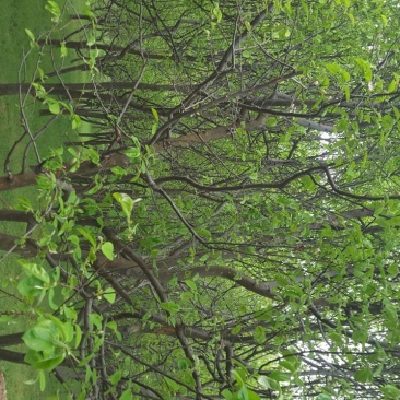 木瓜树261~300cm