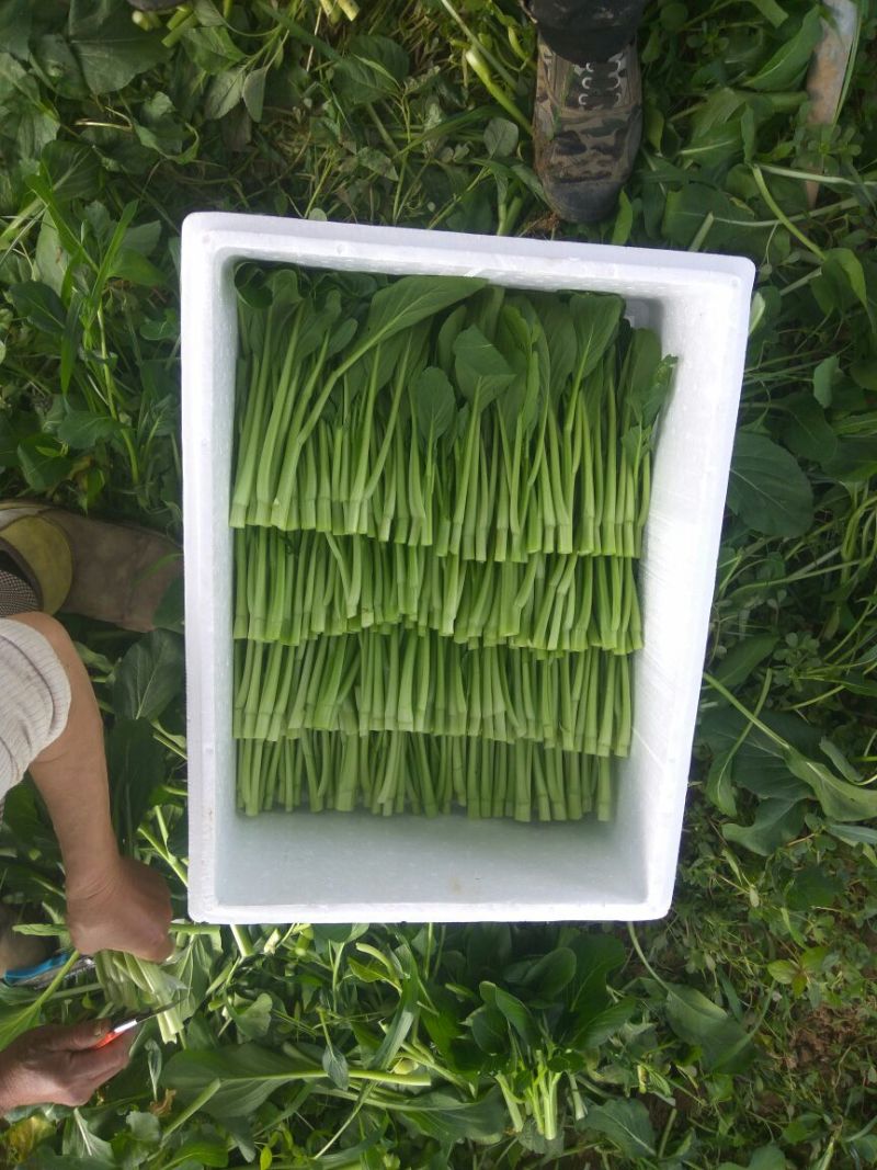 菜苔10~15厘米
