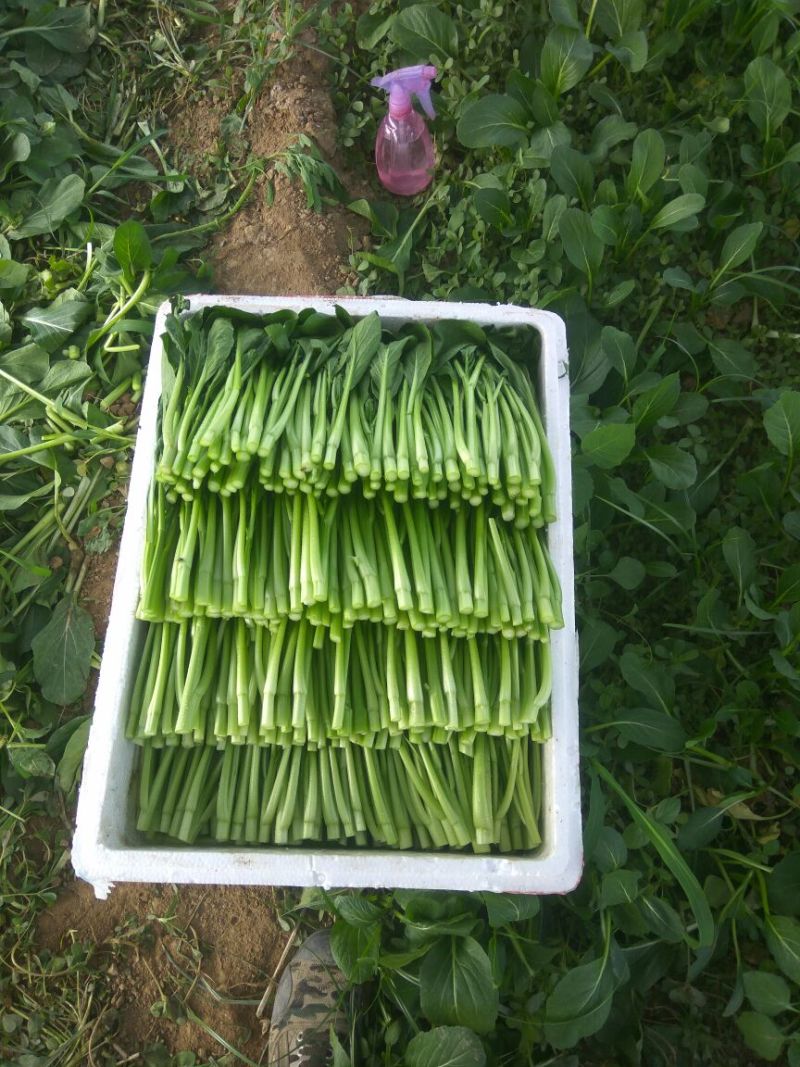 菜苔10~15厘米