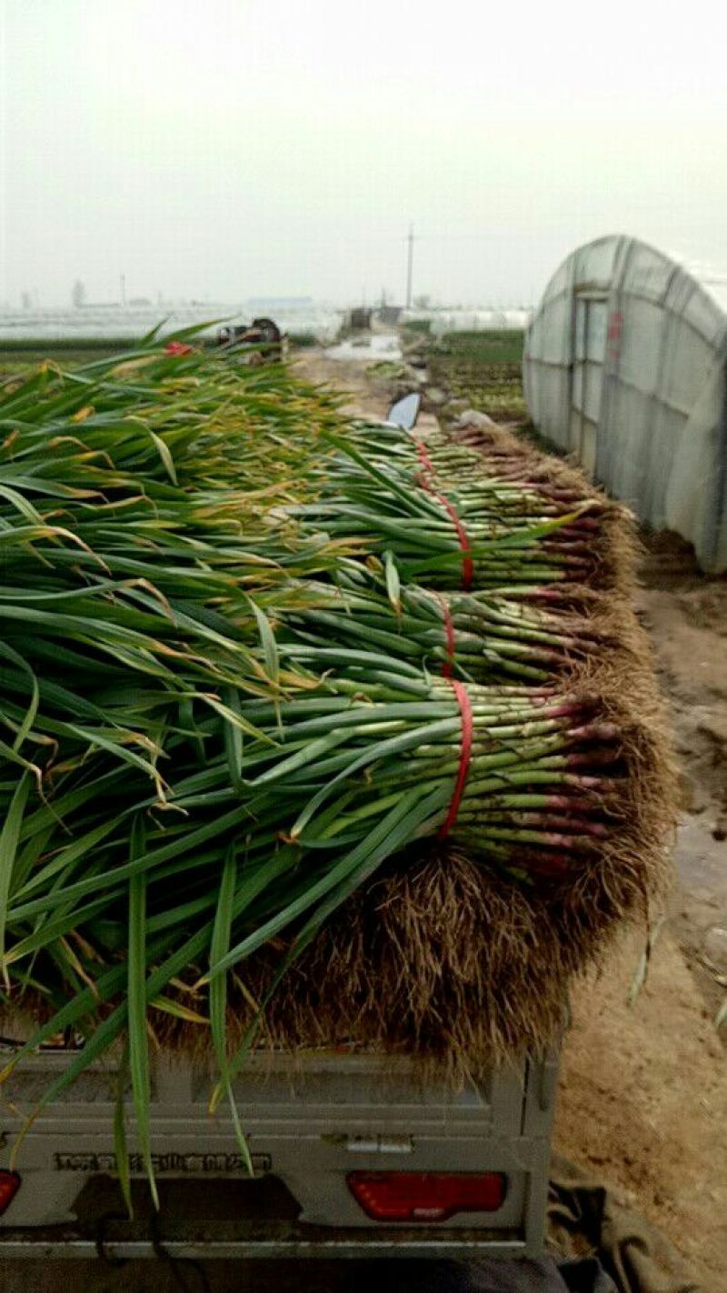 河南内黄红根蒜苗根红叶绿产地供应质量很好