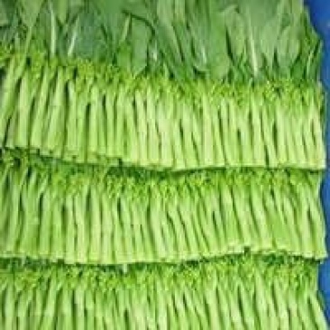 菜苔