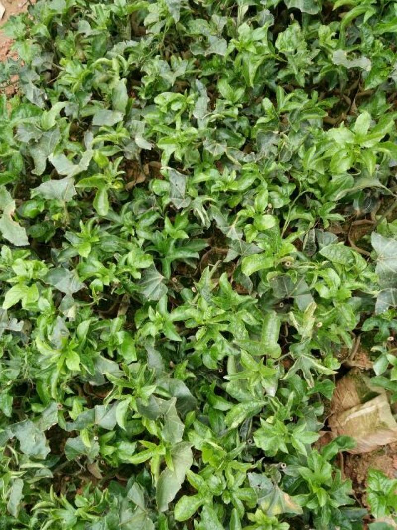 紫香1号百香果苗10~20cm