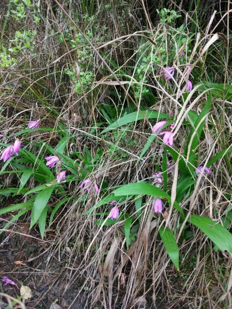 白芨鲜货统货