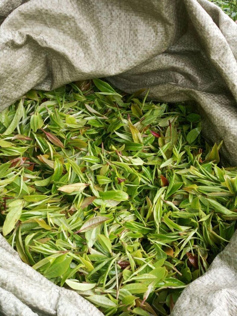 普洱茶一级