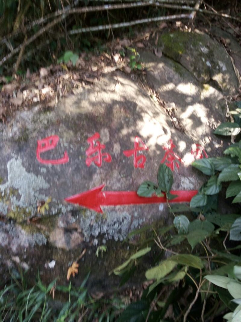 普洱茶一级