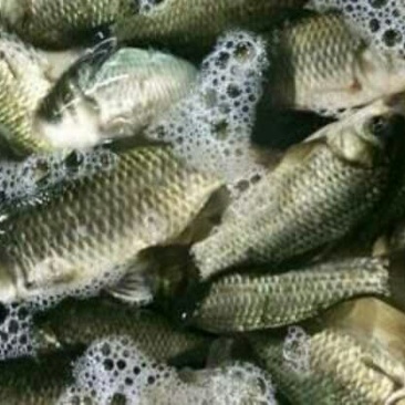 白鲫食用