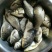 白鲫食用