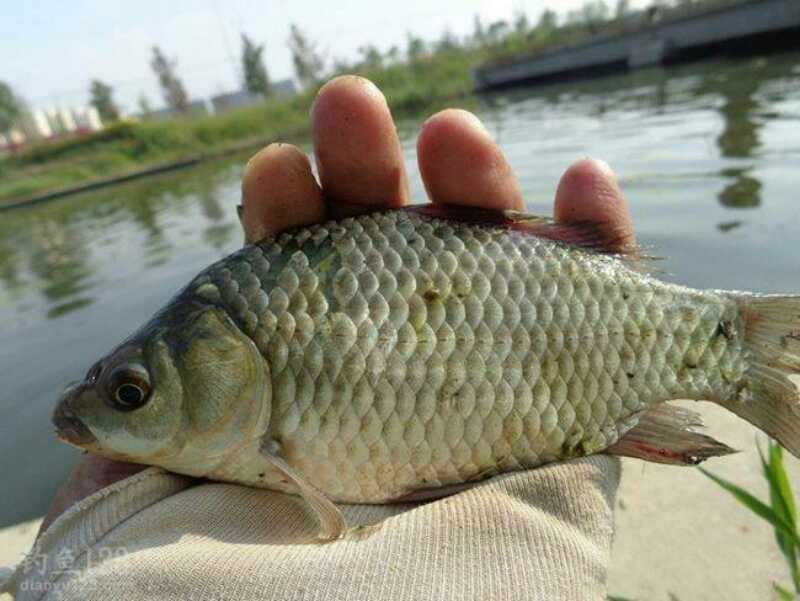 白鲫食用