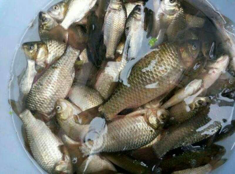 白鲫食用