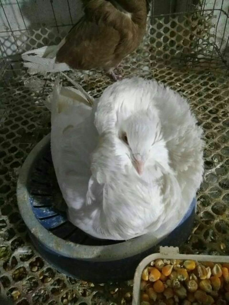 毛领鸽顶级大毛领