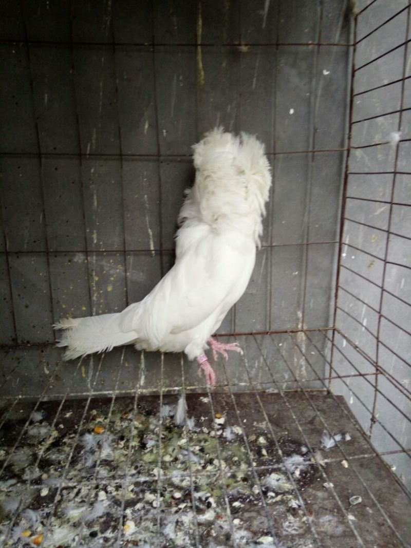 毛领鸽顶级大毛领