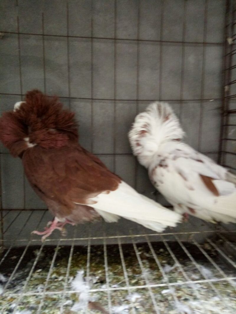 毛领鸽顶级大毛领
