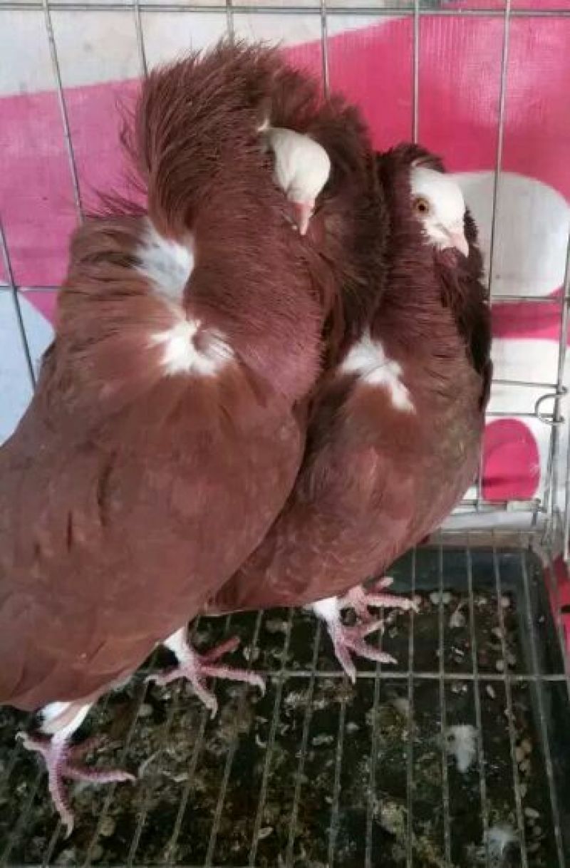 毛领鸽顶级大毛领