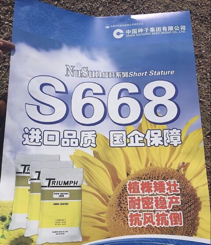 向日葵种子