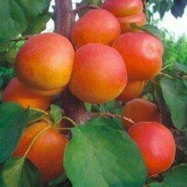 丰园红杏45mm以上保质保量量大优惠