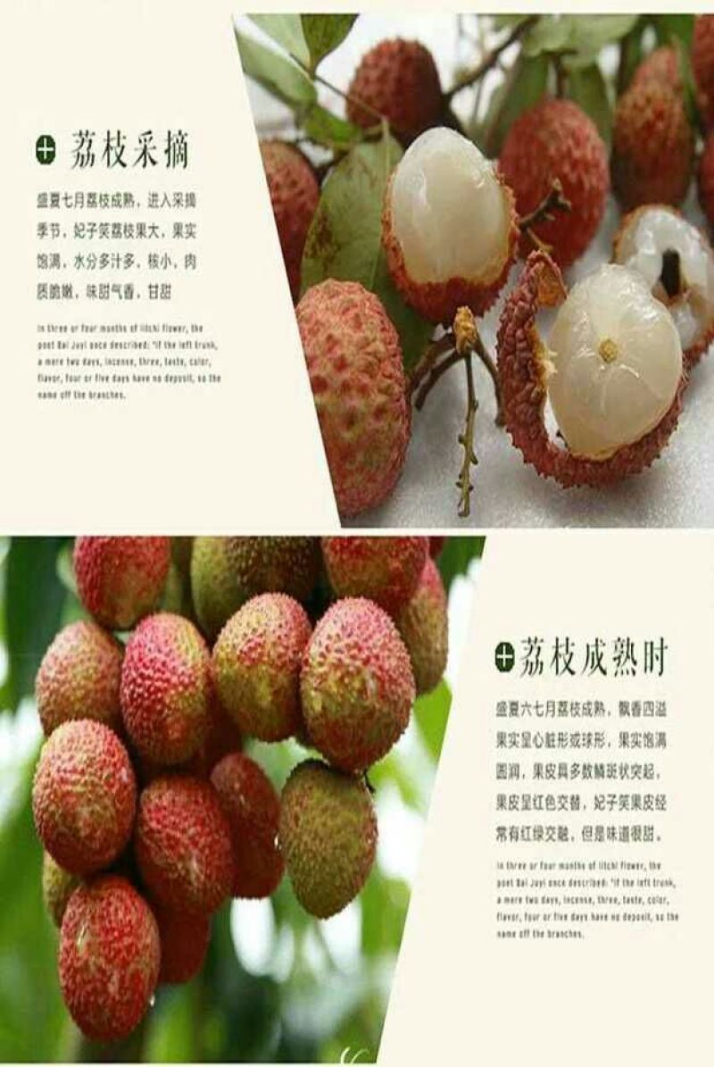 妃子笑荔枝苗50~80cm