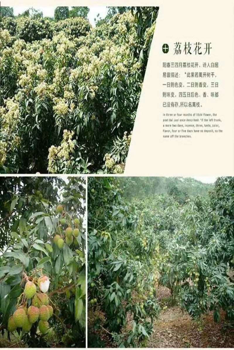 妃子笑荔枝苗50~80cm