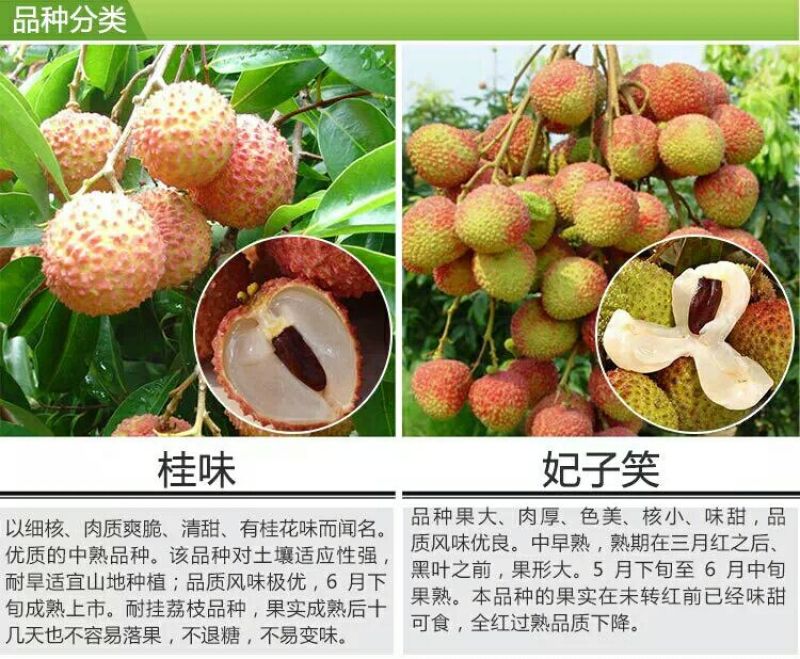 妃子笑荔枝苗50~80cm