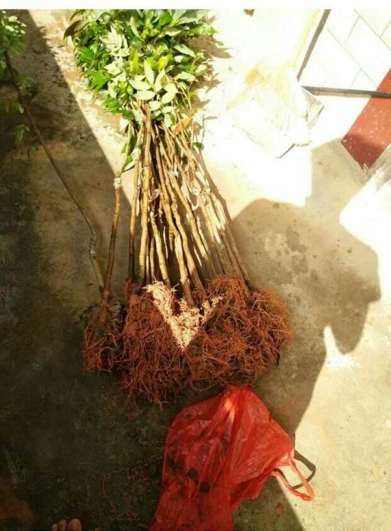 妃子笑荔枝苗50~80cm