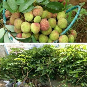妃子笑荔枝苗50~80cm