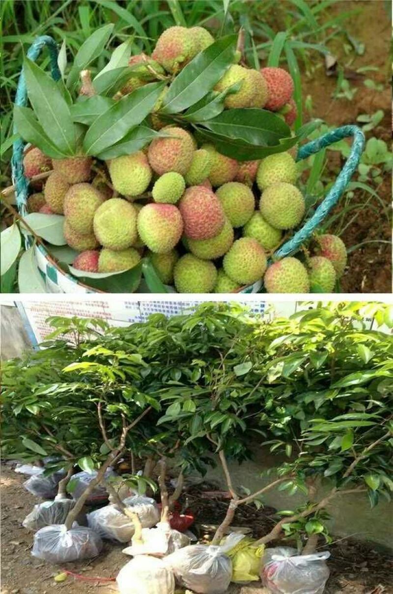妃子笑荔枝苗50~80cm