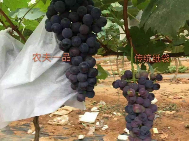 葡萄袋，产地直销，全国发货。质量保证，欢迎进店联系