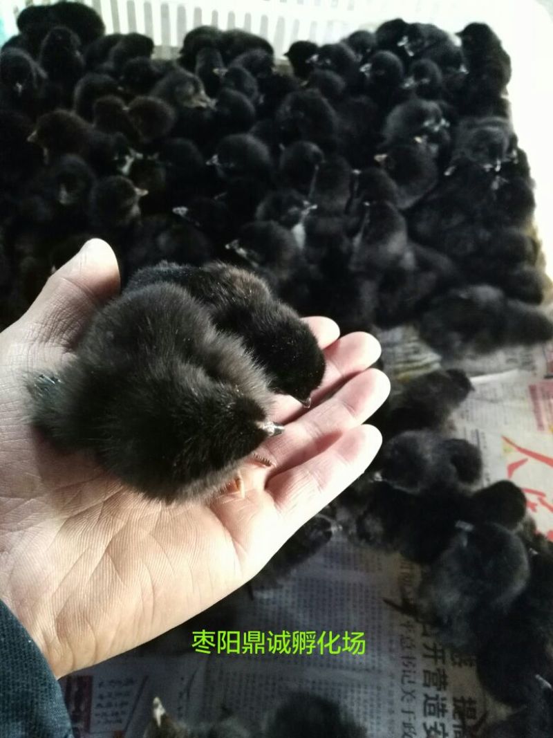 绿壳蛋鸡苗青脚黄麻羽绿壳蛋鸡苗