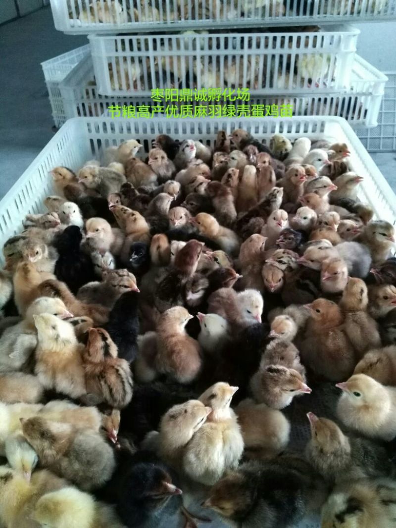 绿壳蛋鸡苗青脚黄麻羽绿壳蛋鸡苗