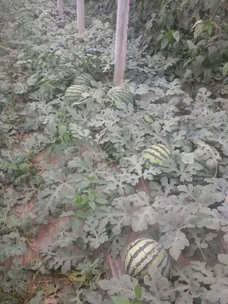 甜王西瓜系列甜王西瓜8斤打底9成熟1茬