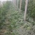甜王西瓜系列甜王西瓜8斤打底9成熟1茬