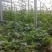 甜王西瓜系列甜王西瓜8斤打底9成熟1茬
