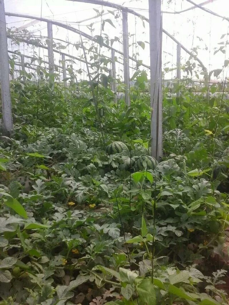 甜王西瓜系列甜王西瓜8斤打底9成熟1茬