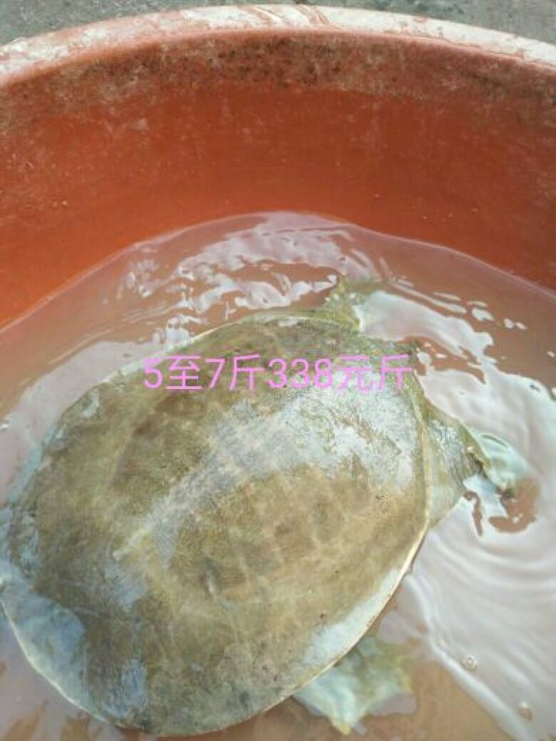 黄沙鳖2.5~3斤