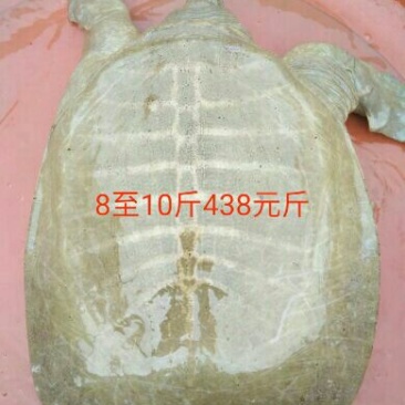 生态甲鱼2.5~3斤