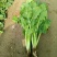 菠菜20~25厘米