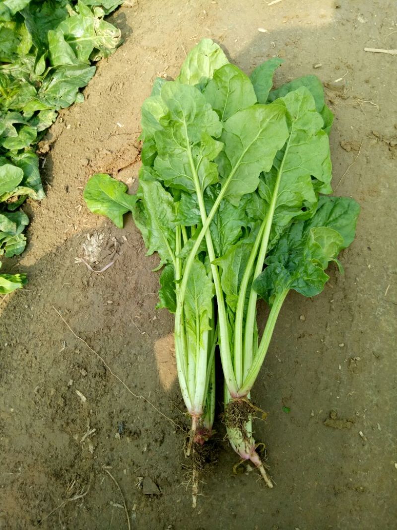 菠菜20~25厘米