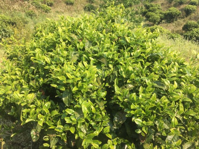 普洱茶