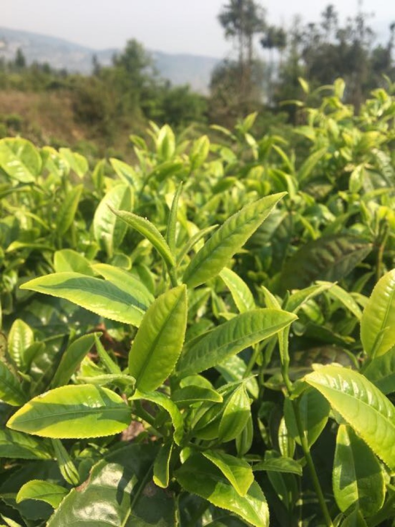 普洱茶