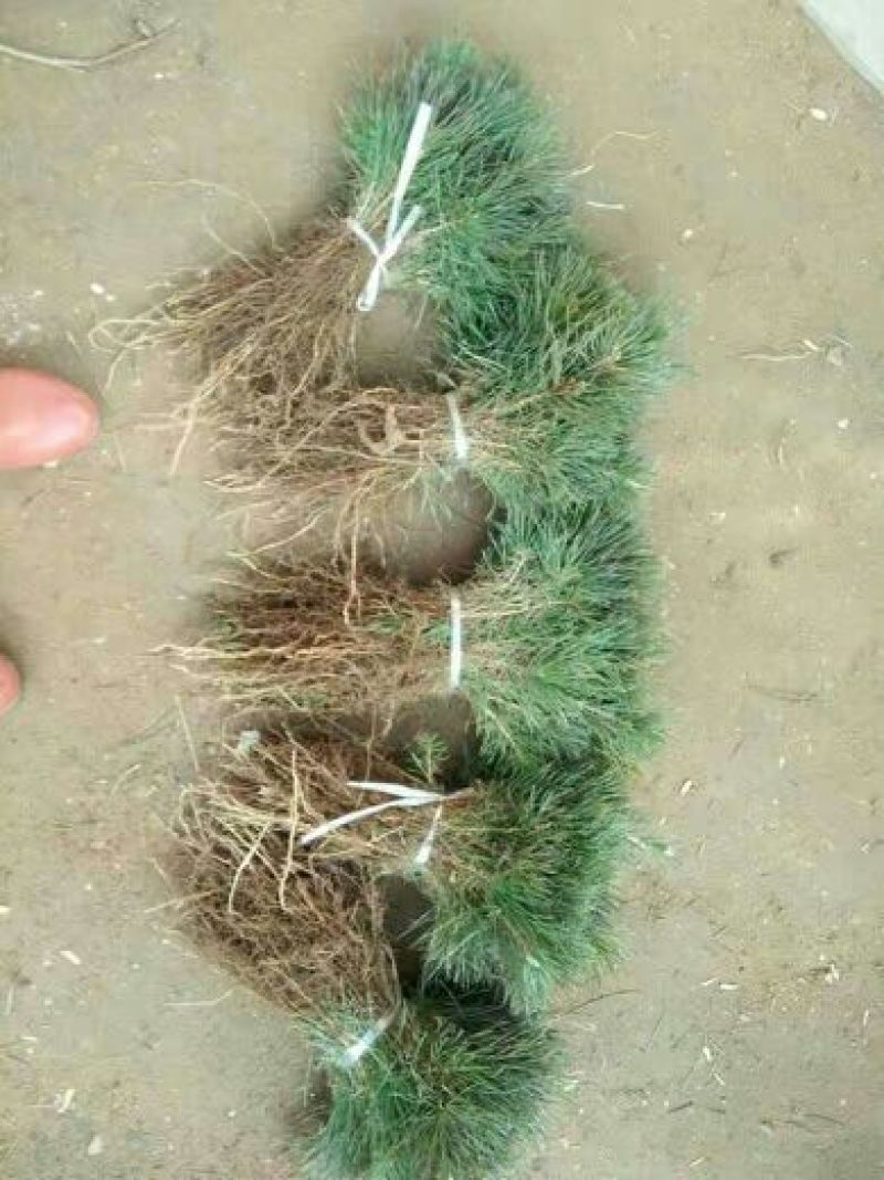 黑皮油松树苗20~30cm