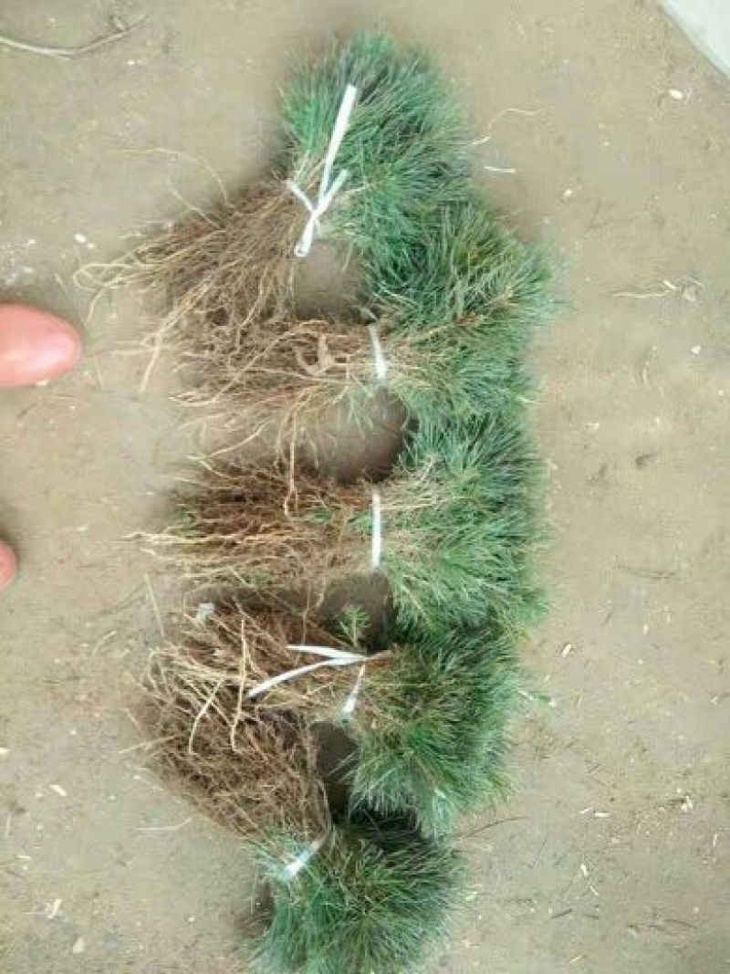黑皮油松树苗20~30cm