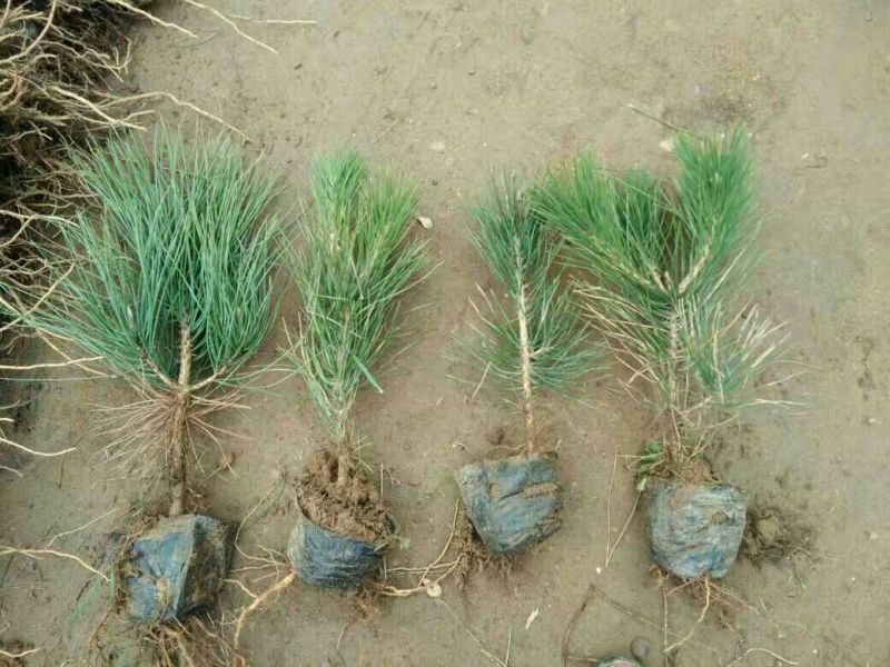 黑皮油松树苗20~30cm