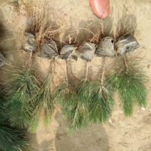 黑皮油松树苗20~30cm