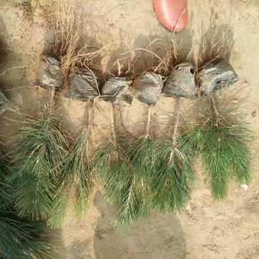 黑皮油松树苗20~30cm